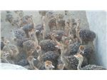 فروش جوجه شتر مرغ 1ماهه (گردن آبی)