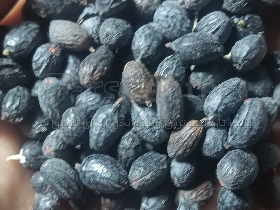 تنها تامین کننده عمده میوه نخل اره ای درایران (انحصاری )