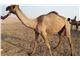 round RFID Camel ear tag