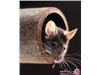 دورکننده موش ویژه محیط های باز و مزارع