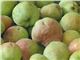 درخت گلابی نطنز#نهال گلابی نطنز# درسال 1402 pear