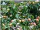 درخت  زردآلو منوچهری،اtreeApricot