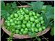 گوجه سبز پیش رس بهاره،Greengage/