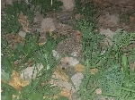 خدمت تستی 2