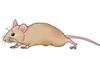 از بین بردن موش و حشرات دفع دائمی موش دفع دائمی حشرات