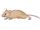 از بین بردن موش و حشرات دفع دائمی موش دفع دائمی حشرات