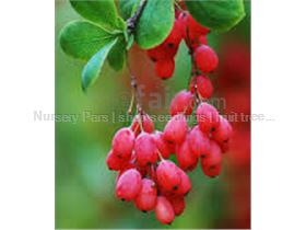 Tree saplings Barberry Barberry # # Seed Barberry