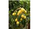 درخت ازگیل ژاپنی-loquat/eriobotrya japonica
