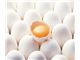 تخم خوراکی و نطفه دار مرغ صنعتی و بومی و اصلاح شده وتخم مرغ سفید