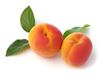انواع نهال زردآلو #زردالوجهانگیری#treeApricot