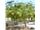 درخت ابریشم برهان(هندی) درسال 1402