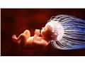  ایسنا: مغز جنین، نخستین قربانی امواج تلفن همراه در بین دوره های تکاملی