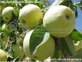 درخت سیب سلطانی_ درسال 1402 apple soltani