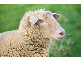 گوسفند مغان