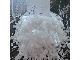 Caustic soda