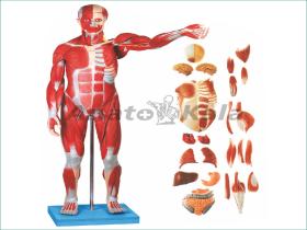 مولاژ عضلات بدن انسان