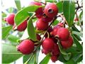 اثرات اسید های هیومیک روی درختان میوه