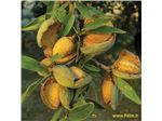 نهال میوه بادام فرانیس (شماره ار486)