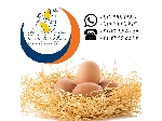 فروش و صادرات تخم مرغ خوراکی قهوه ای سابین تجارت