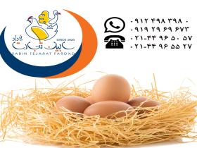 فروش و صادرات تخم مرغ خوراکی قهوه ای سابین تجارت