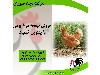 نیمچه مرغ محلی 4 ماهه گلپایگانی اصلاح شده | قیمت مرغ اصلاح شده بومی چهار ماهه