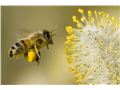 دانشمندان از طریق فن آوری RFID دریافتند :زنبورهای مریض همانند انسان‌ها، کمتر کار می‌کنند و زودتر به خانه بازمی‌گردند