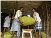 فروش بذر بزرگترین میوه درختی جهان