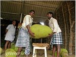 فروش بذر بزرگترین میوه درختی جهان