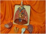 مولاژ (مانکن) دستگاه تنفس همراه با قلب
