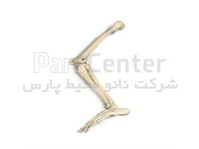 استخوان بندی اسکلت پا انسان(ران،زانو،ساق،مچ پا)