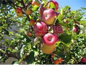 درخت سیب شیخ امیری# سال 1402 tree apple