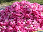 گل محمدی گل رز گل سرخ