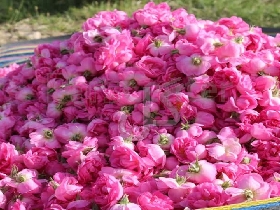 گل محمدی گل رز گل سرخ