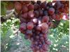 درخت انگور،قزل،نهال انگور قزل،سال 1402 grape