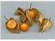 فیسالیس،عروسک پشت پرده،گیلاس زمینی،Physalis alkekengi