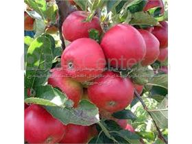 انواع  سیب پایه مالینگ،سیب گالا،سیب فوجی،سیب گلدن،سیب گلدن درسال 1402