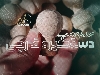 دستگیره خراطی چوبی قارچی چوب راش اروپایی