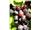 درختان انگور،نهال انگور،انگور عسگری،انگور خلیلی،انگور فخری﻿،انگور کشمشی درسال 1402