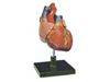 مولاژ قلب انسان ( با نمایش آئورت ) یک و نیم برابر اندازه طبیعی