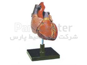 مولاژ قلب انسان ( با نمایش آئورت ) یک و نیم برابر اندازه طبیعی