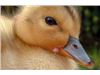 - فروش جوجه اردک در سنین مختلف