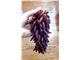 درخت انگور شمشیری_سال 1402 Witch Fingers Grapes
