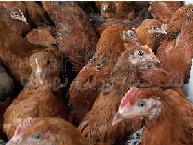 جوجه مرغ بومی با تخم مرغ قهوه ای نژادهای گلپایگان ، مرندی