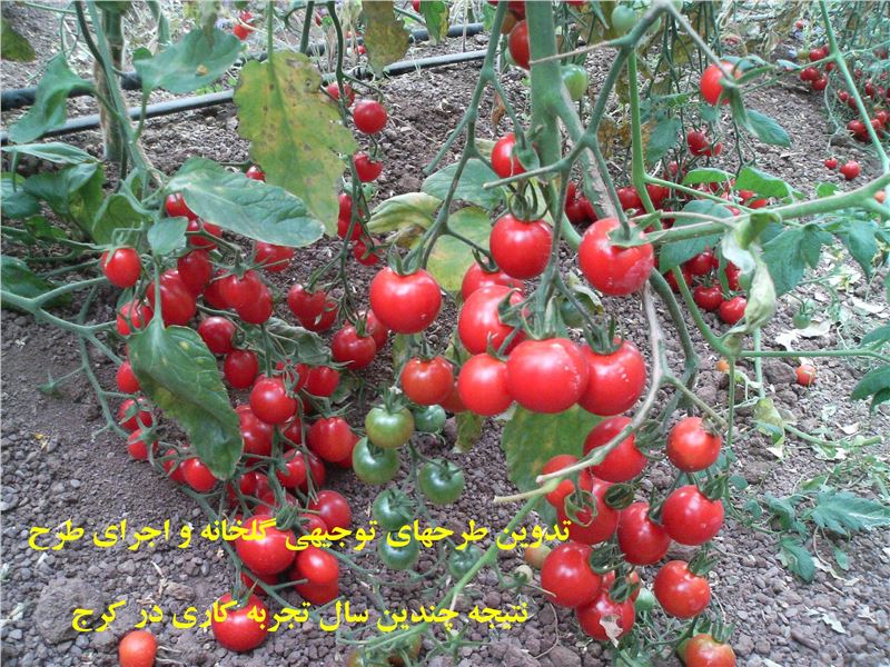 شرکت خوشه انگور آذربایجان