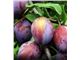 آلودامسونز/Plum, Damson