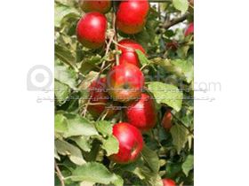 درختان  سیب درسال 1402