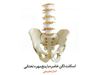 مدل استخوان بندی اسکلت لگن خاصره و استخوان خاج با ۵ مهره تحتانی در اندازه طبیعی
